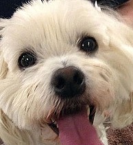 Bichon anticongelante